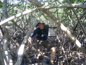 Helen in the mangroves