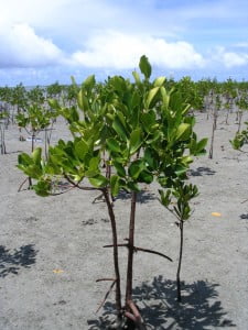 Cultivated mangrove seedlings Cultivated mangrove seedlings
