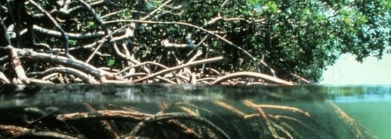 Mangroves_header