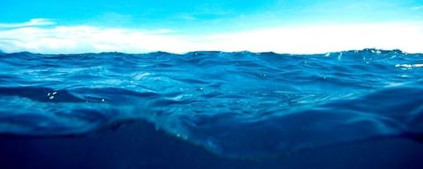 marine ecology consulting