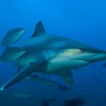 Shark Fiji J Yonover