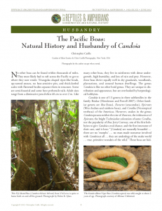 IRCF Reptiles & Amphibians, VOL15, NO 4, June 2012 Husbandry: The Pacific Boas: Natural History and Husbandry of Candoia Christopher Carille IRCF Reptiles & Amphibians, VOL15, NO 4, June 2012 Husbandry: The Pacific Boas: Natural History and Husbandry of Candoia Christopher Carille