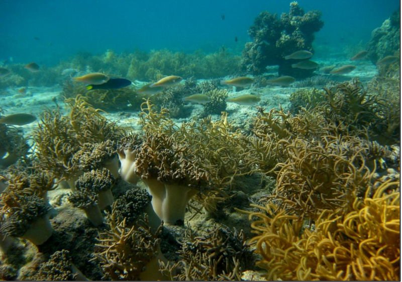 Coral Regrowth in Fiji - marine ecology consulting