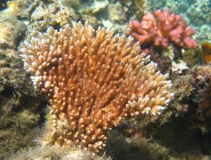 Baby Corals Everywhere! - marine ecology consulting